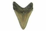 Fossil Megalodon Tooth - North Carolina #338596-2